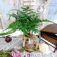 芊艸手作/ 蕨類系列苔球 - 兔腳蕨