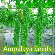 AMPALAYA SEEDS - ( 10 Seeds /pack) AMPALAYA LONG SEEDS - Long Green Variety / Bitter Gourd