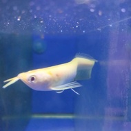 arwana silver brazil albino