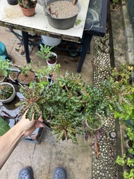 盆景 矮短肥 塊根 極品 開花母株 手指公粗 娜娜乳香Boswellia nana 有香味 