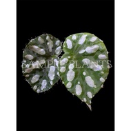 【HIDINGNATURE】 Begonia jiewhoei (rare plants)