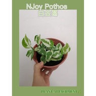 Indoor plant Real Live Money Plant Epipremnum  N-Joy / NJoy Pothos money plant白金葛