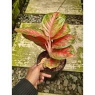 Sindo - Aglaonema Wulandari Culture Live Plant RHH1SKHF1A