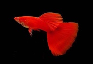 [1pair] full red albino guppy Live Fish Aquarium
