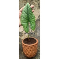 Alocasia Bisma Plant