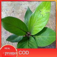 tanaman hias anturium jemani kobra /anturium kobra - 79602