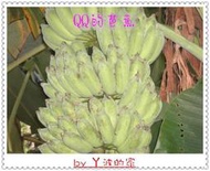 ㄚ波的家*香Q甜的芭蕉(粉蕉)~一斤25元~QQQ好吃的芭蕉!^^