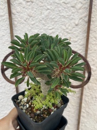 鬼凄閣 鬼棲閣