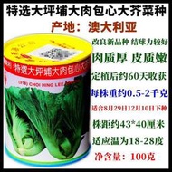 香港蔡興利益農特選大坪鋪大肉包心芥菜種子 種籽100g罐裝種子 種籽