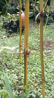 Bibit Bambu Ampel Kuning Bambu Kuning asli Bambu Kuning Mini asli Bambu Kuning Hias