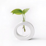 (現貨) 純灰系列 | 萊姆黃金葛 室內水培植栽 圓圈水泥水耕花架