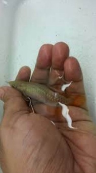 MGBB crossback 4inci +- live fish gold Arowana