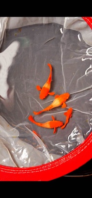 GUPPY ALBINO RED EAR PAIR (GRADE)
