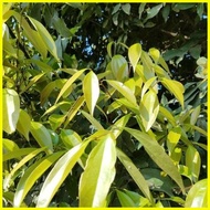 ✴ ♆ ✨ 1PCS Bay Leaf Seeds Laurel Plant Bayleaf Tree Seeds【COD】