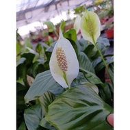 Happi GO 1Pot Peace Lily 白掌 (Live Plant)