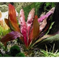 Plant Echinodorus Red Rubin (AquaticLifeShop) Aquascape
