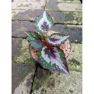 Sindo - Exquisite And Variegated Begonia Rex Live Plant TVSETFK63T