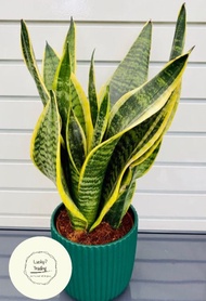 Snake Plant Sansevieria 3-5 LEAVES With FREE Plastic Pot , Garden Soil and Pebbles ( Live Plant , Re