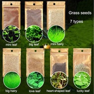 Benih Rumput Akuarium Aquarium Grass Seed 8gm Aquatic Plants Water Grass Biji Foreground Carpet Plant