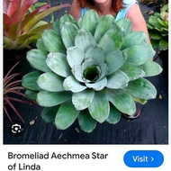 Super RARE  AECHMEA STAR OF LINDA / BY GHA GARDEN HOUSE
