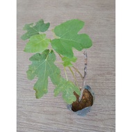 Fig Tree / Pokok Buah Tin - Jumbo