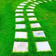 (2000seeds/pack) Green Grass Seeds for Planting Gardening Decoration Lawn Seeds Bermuda Grass Seeds 
