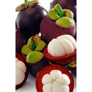 ANAK POKOK MANGGIS MESTA JEPUN HYBRID TAIWAN Buah Buahan Fruits Live Plant