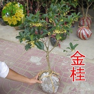 pokok bidara种花迷四季桂树苗Anak benih Osmanthus盆栽 桂花盆景 庭院绿化 Anak benih Osmanthus 桂花苗