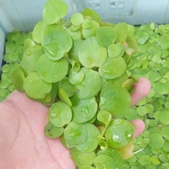 25 branches of Japanese water hyacinth, cooling the aquarium