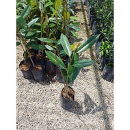 Durian Musang King / Pokok Durian Musang King