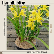bibit bunga anggrek tanah kuning bibit anggrek tanah kuning super bagus pohon anggrek tanah kuning b