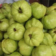 Buah Jambu Batu Tiada Biji FRESH Jambu Batu Rangup Segar 500g