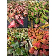 [Paling Horticulture sdn bhd] Caladium mix color / 彩葉芋系列 / Pokok Hidup