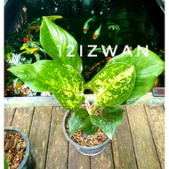 Pokok Hiasan Hidup Aglonema/ Aglaonema/ Chinese Evergreen Golden Love / Amazon / Moonshine live plan