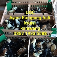 Bibit (DOC) Ayam Kampung Asli