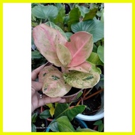 ♞,♘,♙Aglaonema Varieties, will be ship with pot and a little soil