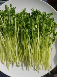 Vegetable / Microgreen Seeds - Organic Maple Peas for growing pea shoots, (豆苗) - (100/500 grams, 1 kilogram)