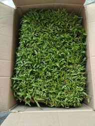 หญ้ามาเลเซีย ใบใหญ่ (Carpet Grass) Malaysia Grass 1 แผ่น 50x100cm. หญ้าจัดสวน หญ้าสด หญ้าจริง Real g