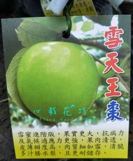 心栽花坊-雪天王棗/蜜棗品種/嫁接苗/水果苗/售價280特價250