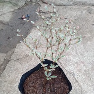 variegated African  talisay small size