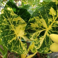 Alocasia New Guinea Gold (916)☆ Very Rare & Unique Plant
