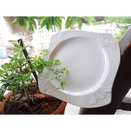 Ceramic Plate 8.5 Inches Square Food