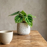 銅鑼燒花燭 圓點白迷你水泥盆栽 開幕盆栽推薦 桌上盆栽 送禮