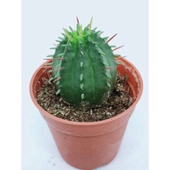 Potting Plant-Euphorbia Pulvinata