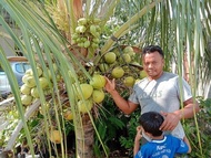 Bibit Kelapa Hijau Nias