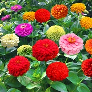 LOCAL READY STOCK-200pcs Mixed Colors Zinnia Seeds Rare Beautiful Flower Home & Garden Plant Easy To