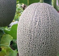 Hami melon seed West State honey Xinjiang thick skin melon seed reticulated red meat melon fruit spr