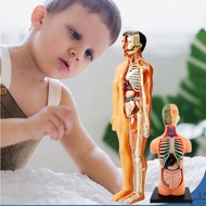 Vivid 3d Human Body Model Toy