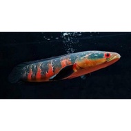 ikan channa red barito grade A 9-15cm