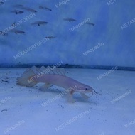 palmas senegalus slayer terlaris